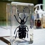 Asain Longhorn Beetle Resin Insect Lucite