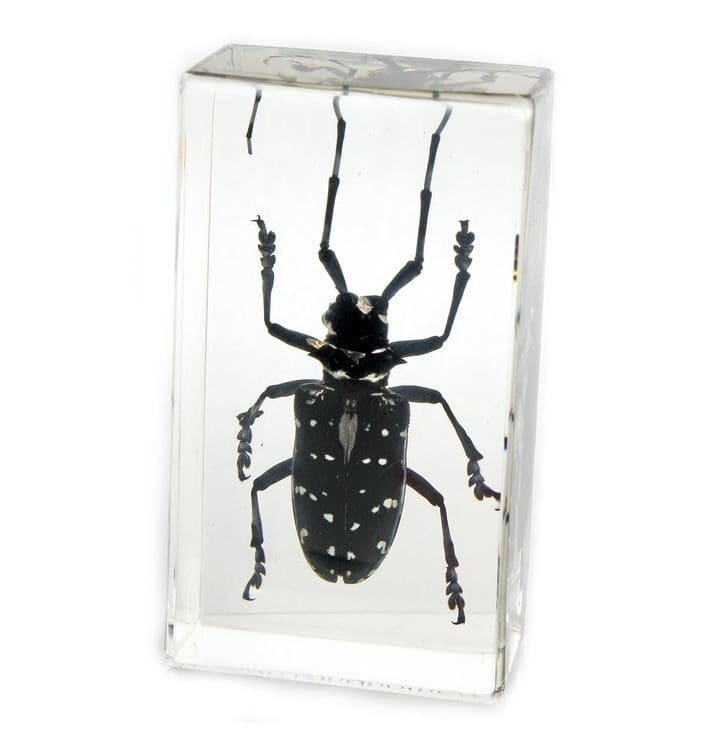 01SZ Specimen Insect Paperweight Spotted Longhorn Beetle