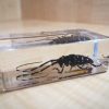 Asian Longhorn Beetle in Resin, Specimens in Lucite, Real Beetle