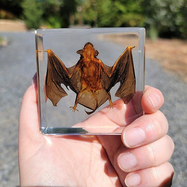 Small Bat in Resin, Real Bat, Bat Taxidermy, Ethically Sourced bat