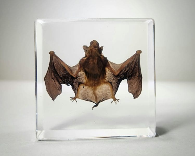 Small Bat in Resin, Real Bat, Bat Taxidermy, Ethically Sourced bat