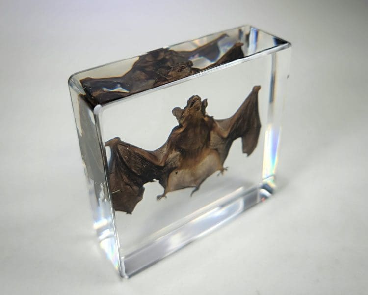 Small Bat in Resin, Real Bat, Bat Taxidermy, Ethically Sourced bat