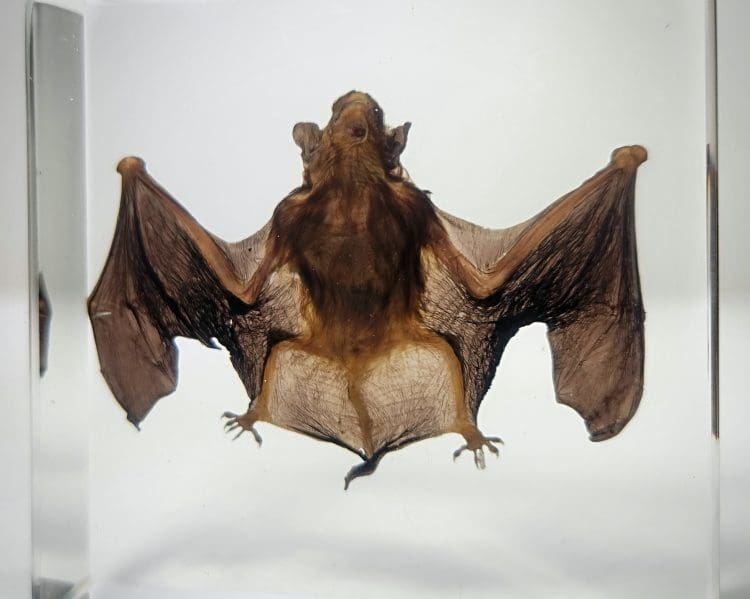 Small Bat in Resin, Real Bat, Bat Taxidermy, Ethically Sourced bat