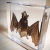 Real Bat in Resin, Bat Lucite, Taxidermy, Oddities, Curiosities