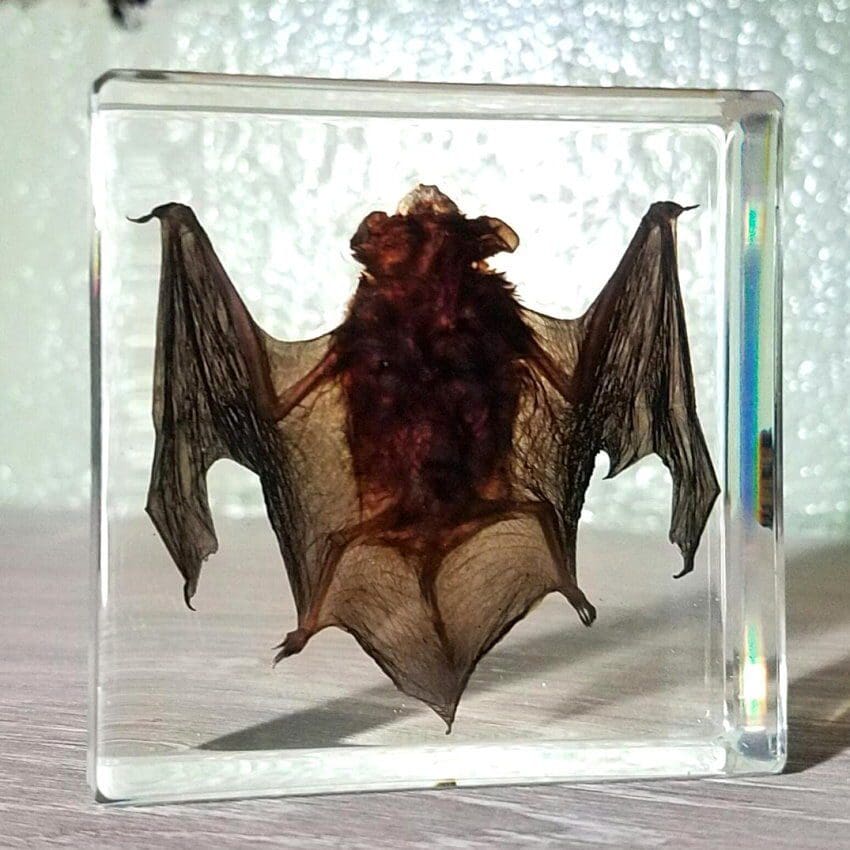 Details about   P10a Real M Medius Taxidermy Oddities Curiosities spread Framed Bat Display 