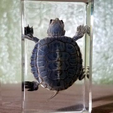 Real-Turtle-Resin-Baby-Turtle-Lucite
