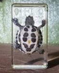 Real-Turtle-Resin-Baby-Turtle-Lucite-2