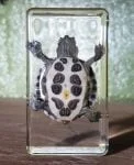 Real-Turtle-Resin-Baby-Turtle-Lucite-2