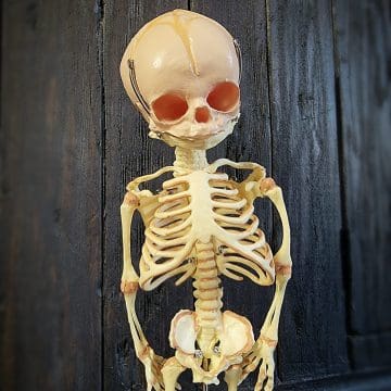 Fetal Skeleton, Vintage Medical, Oddities and Curiosities