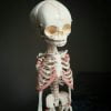 Human Fetal Skeleton, Fetus Skeleton, Oddities, Curiosities, Creepy, Weird, Realistic Skull