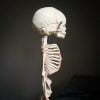 Human Fetal Skeleton, Fetus Skeleton, Oddities, Curiosities, Creepy, Weird, Realistic Skull