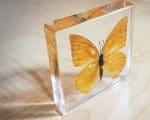 Appias Nero Orange Butterfly In Resin, Insects in Resin Butterflies, Lucite