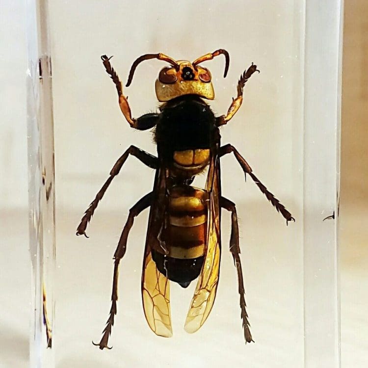Asian Giant Hornet in Resin, Huge Wasp, Insects in Resin
