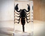 Asian Forest Scorpion in Resin, Black Scorpion, Lucite, Real Insect Specimen