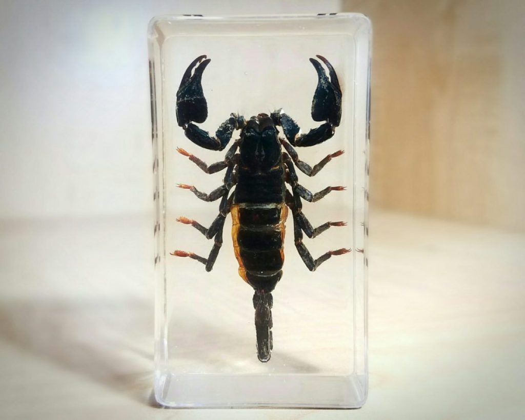 Black Scorpion in Resin, Insects in Lucite, Asian Forest Scorpion ...