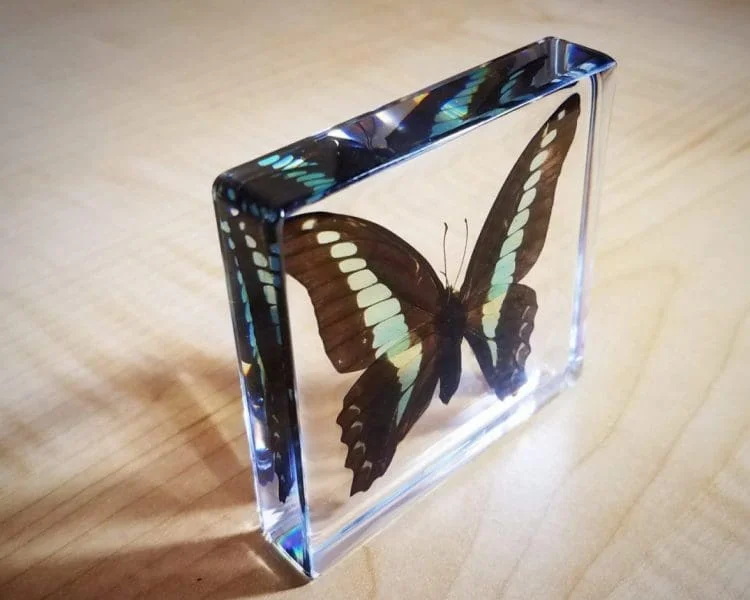 Blue Bottle Butterfly In Resin, Insects in Resin Butterflies