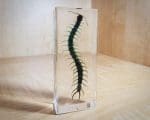 Real Centipede in resin, Lucite, Insects in resin, Oddities