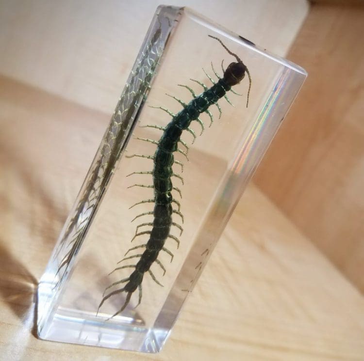 Real Centipede in resin, Lucite, Insects in resin, Oddities