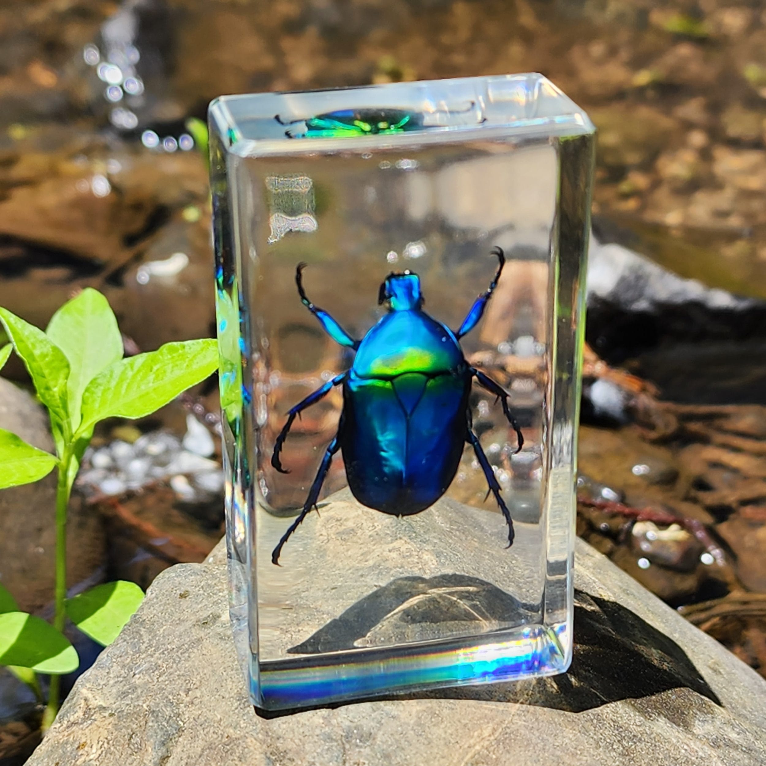 Slide 4 for Chafer Beetle in Resin, Insects in Resin, Green Beetle, Curiosities