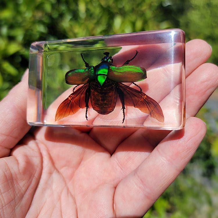 Green Beetle in Flight, Beetle Wings Open, Beetle in Acrylic, Real Bug