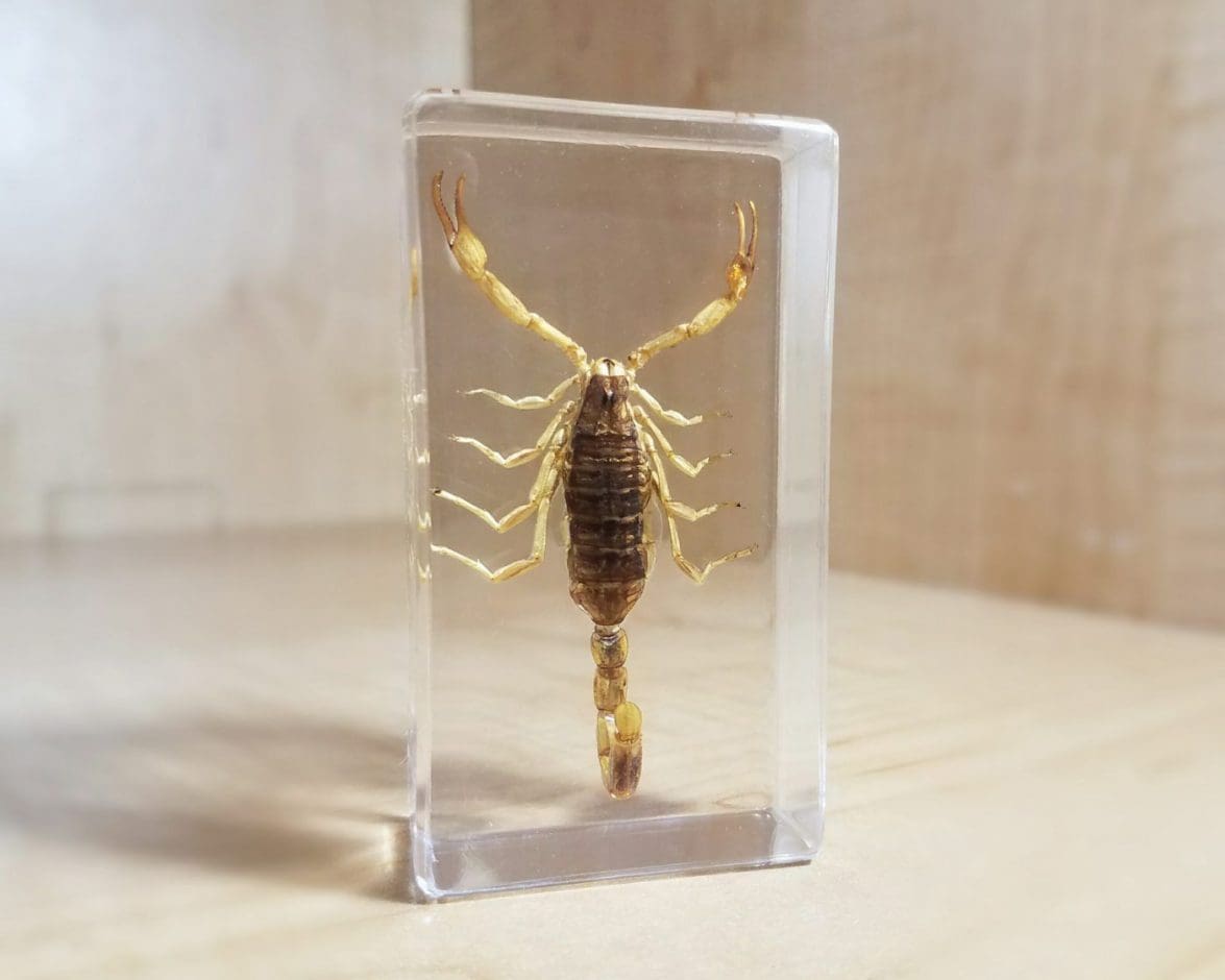 2“ Round Scorpion paperwight Real insect scorpion