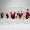 Comparative Hearts, Real Hearts In Resin, Oddities, Curiosities