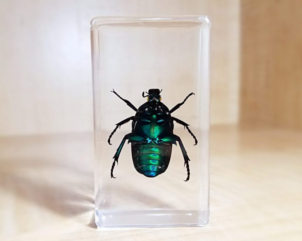 Chafer Beetle in Resin, Insects in Resin, Green Beetle, Curiosities ...