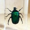 Green Chafer Beetle in Resin, Lucite, Insects in Resin