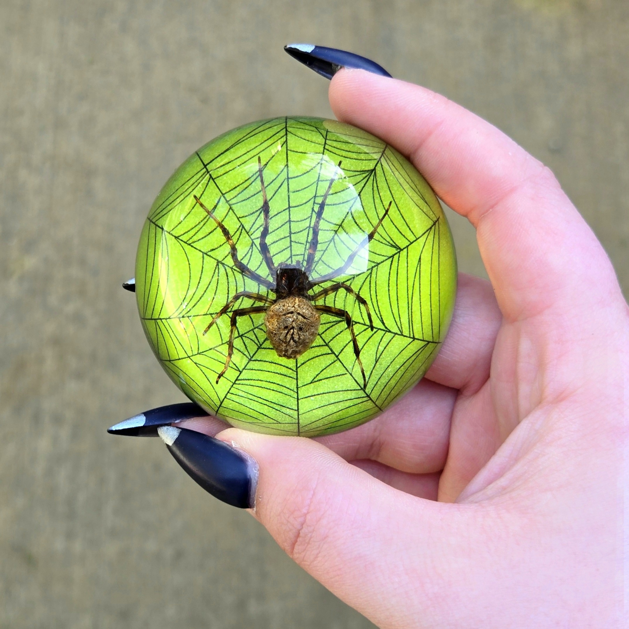 Slide 3 for Real Spider in Dome with Web, Green, Oddities, Curiosities