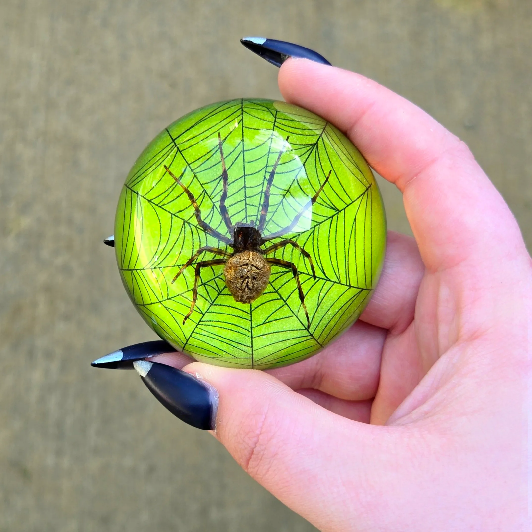 Slide 3 for Real Spider in Dome with Web, Green, Oddities, Curiosities