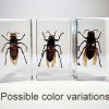 Real Murder Hornet, Giant Wasp In Resin