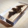 Open Wing Bat in resin, Large Real Bat Taxidermy, Lucite