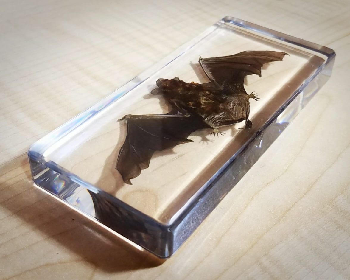 Details about   W4q Taxidermy Oddities Curiosities Bat REAL cased display collectible decor KP 