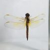 Real Dragonfly In Resin, Dragonfly in Lucite, Real Insects In Resin