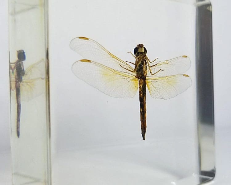Real Dragonfly In Resin, Dragonfly in Lucite, Real Insects In Resin
