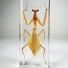 Real Praying Mantis In Resin, Lucite Specimens, Oddities Curiosities