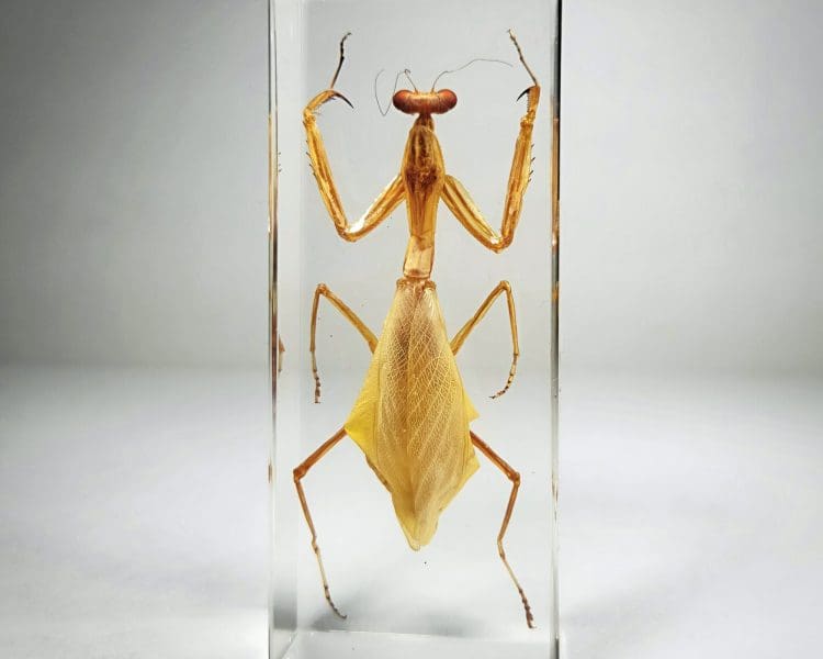 Real Praying Mantis In Resin, Lucite Specimens, Oddities Curiosities