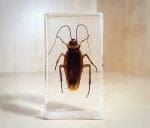 Real Cockroach in Resin, Insects Lucite, Creepy Bugs Specimens