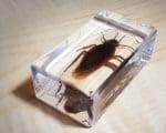 Real Cockroach in Resin, Insects Lucite, Creepy Bugs Specimens