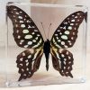 Tailed Jay Butterfly, Resin, Lucite, Butterflies Framed