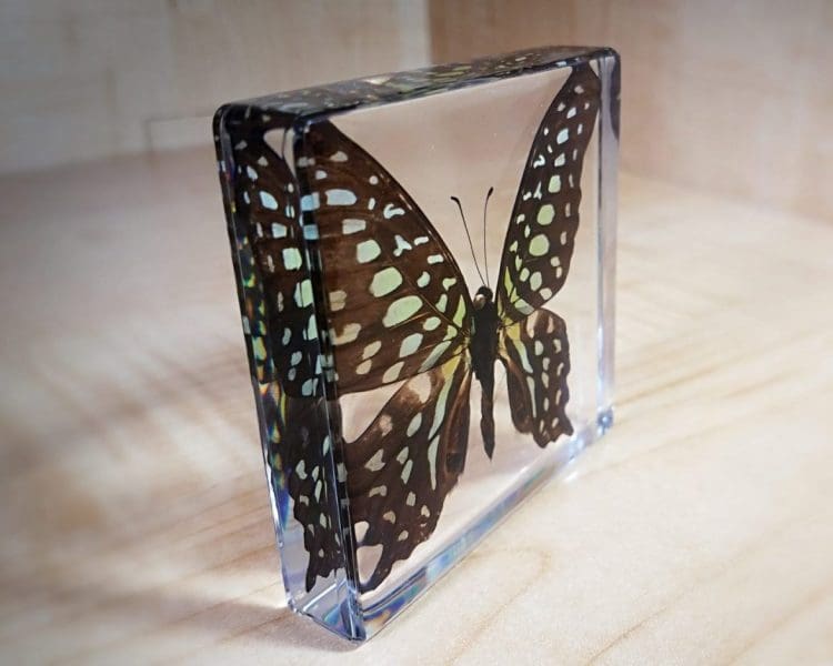 Tailed Jay Butterfly, Resin, Lucite, Butterflies Framed