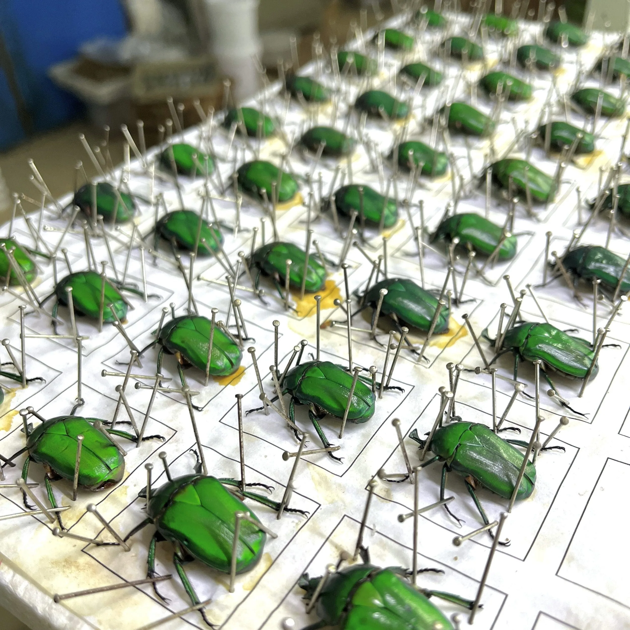 Slide 5 for Chafer Beetle in Resin, Insects in Resin, Green Beetle, Curiosities
