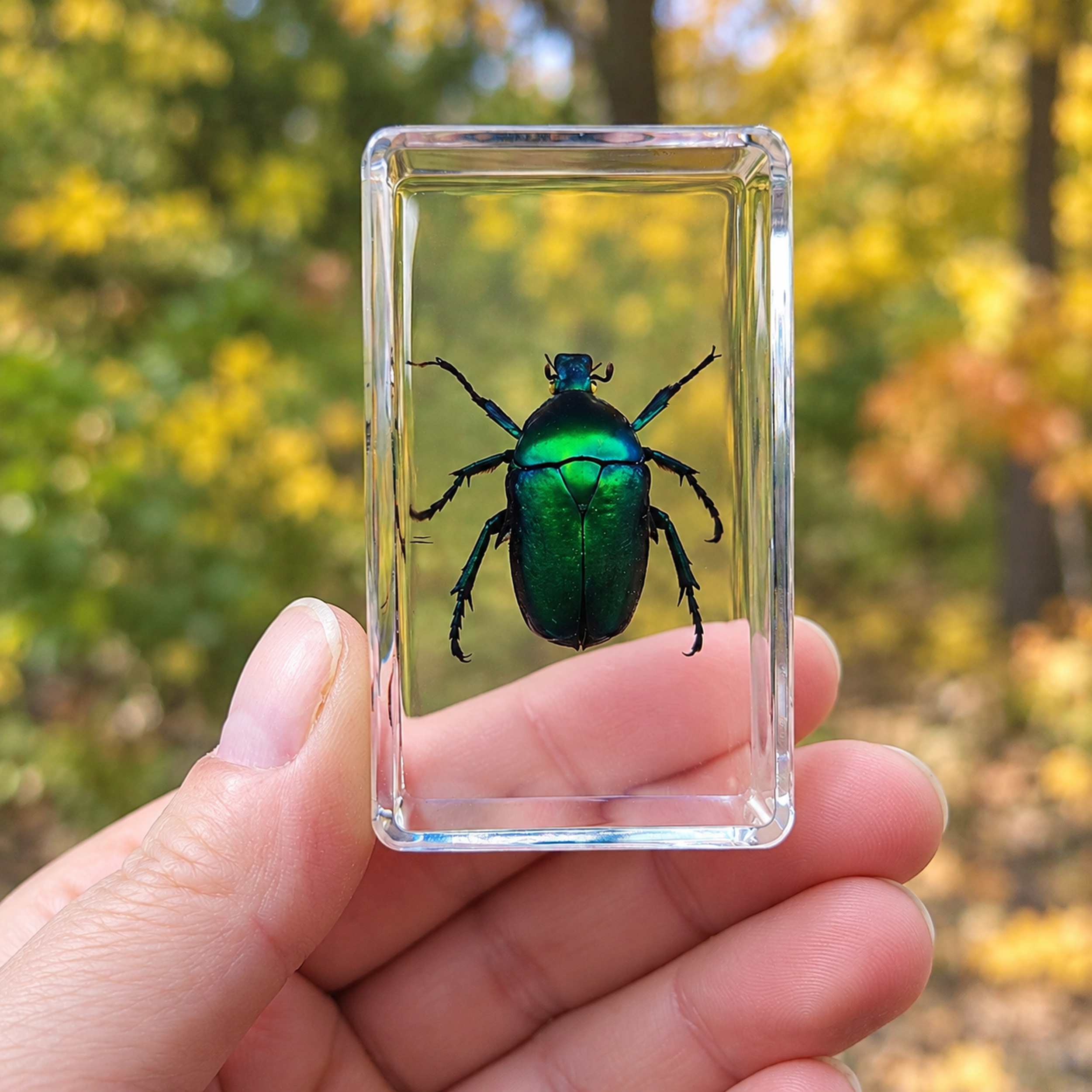 Slide 4 for Chafer Beetle in Resin, Insects in Resin, Green Beetle, Curiosities