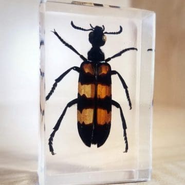 Blister Beetle in Resin, Insects in Lucite