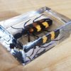 Blister Beetle in Resin, Insects in Lucite