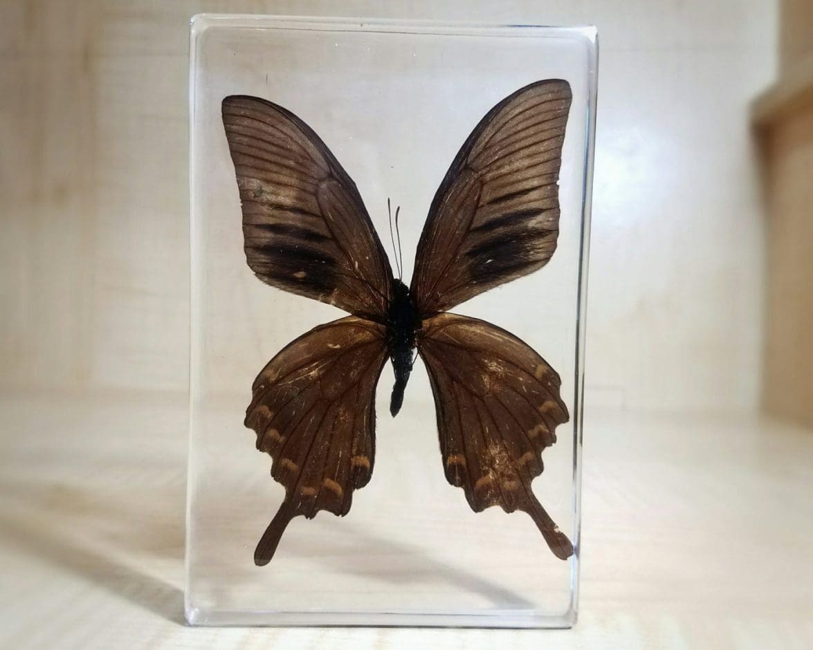 Large-Black-Preserved Butterfly in Resin, Insects in Lucite