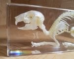 Rabbit Skeleton In Resin, Real Rabbit Skull, Animal Skeletons For Sale