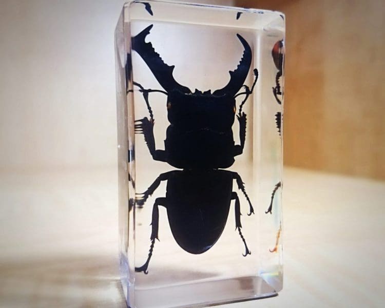 Giant Stag Beetle in Resin Insects in Lucite, Dorcus Titanus