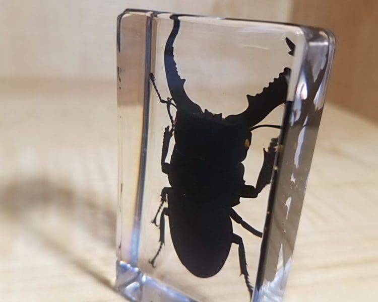Giant Stag Beetle in Resin Insects in Lucite, Dorcus Titanus