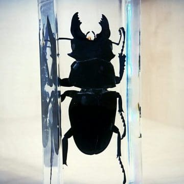 Giant-Stag-Beetle-In-Resin-Huge-Beetle-Dorcus-Titanus